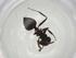  (Crematogaster hova_complex_m4 - CBG-A00404-H01)  @11 [ ] CreativeCommons - Attribution Share - Alike (2023) Centre for Biodiversity Genomics Centre for Biodiversity Genomics