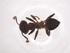  (Crematogaster ankerana04 - CBG-A00409-D01)  @11 [ ] CreativeCommons - Attribution Share - Alike (2023) Centre for Biodiversity Genomics Centre for Biodiversity Genomics