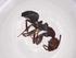  (Camponotus lateralis - CBG-A00420-A04)  @11 [ ] CreativeCommons - Attribution Share - Alike (2023) Centre for Biodiversity Genomics Centre for Biodiversity Genomics