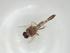  (Forcipomyia sp. 10 - CBG-A00435-D05)  @11 [ ] CreativeCommons - Attribution Share - Alike (2023) Centre for Biodiversity Genomics Centre for Biodiversity Genomics