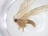  (Opostegoides menthinella - CBG-A12942-G06)  @11 [ ] CreativeCommons - Attribution Share - Alike (2023) Centre for Biodiversity Genomics Centre for Biodiversity Genomics