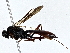  ( - BIOUG79407-G08)  @11 [ ] CreativeCommons - Attribution (2022) CBG Photography Group Centre for Biodiversity Genomics