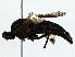  ( - BIOUG79409-A02)  @11 [ ] CreativeCommons - Attribution (2022) CBG Photography Group Centre for Biodiversity Genomics