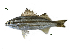  ( - HsC4_Lpu)  @11 [ ] Unspecified (default): All Rights Reserved  Unspecified Unspecified