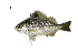  ( - PQL5_Lpu)  @11 [ ] Unspecified (default): All Rights Reserved  Unspecified Unspecified