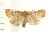  (Pseudorthodes irrorata - PFC-2006-1144)  @14 [ ] CreativeCommons - Attribution (2008) Unspecified Centre for Biodiversity Genomics
