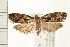  (Zeiraphera fortunana - PFC-2006-1194)  @14 [ ] CreativeCommons - Attribution (2008) Unspecified Centre for Biodiversity Genomics