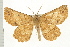  (Euchlaena johnsonaria - PFC-2006-0121)  @15 [ ] CreativeCommons - Attribution (2008) Unspecified Centre for Biodiversity Genomics