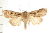  ( - PFC-2006-0155)  @15 [ ] CreativeCommons - Attribution (2008) Unspecified Centre for Biodiversity Genomics