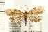  ( - PFC-2006-0219)  @14 [ ] CreativeCommons - Attribution (2008) Unspecified Centre for Biodiversity Genomics