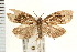  ( - PFC-2006-0497)  @14 [ ] CreativeCommons - Attribution (2008) Unspecified Centre for Biodiversity Genomics