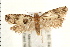  ( - PFC-2006-0505)  @13 [ ] CreativeCommons - Attribution (2008) Unspecified Centre for Biodiversity Genomics