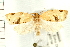  (Argyrotaenia dorsalana - PFC-2006-0327)  @14 [ ] CreativeCommons - Attribution (2008) Unspecified Centre for Biodiversity Genomics