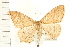  ( - PFC-2006-0603)  @13 [ ] CreativeCommons - Attribution (2008) Unspecified Centre for Biodiversity Genomics