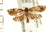  ( - PFC-2006-0633)  @14 [ ] CreativeCommons - Attribution (2008) Unspecified Centre for Biodiversity Genomics