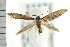  (Blastobasis glandulella - PFC-2006-1252)  @15 [ ] CreativeCommons - Attribution (2009) Unspecified Centre for Biodiversity Genomics