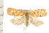  (Choristoneura pinus - PFC-2006-0814)  @13 [ ] CreativeCommons - Attribution (2008) Unspecified Centre for Biodiversity Genomics