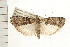  (Dioryctria baumhoferi - PFC-2006-0827)  @14 [ ] CreativeCommons - Attribution (2008) Unspecified Centre for Biodiversity Genomics
