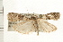 ( - PFC-2006-0828)  @13 [ ] CreativeCommons - Attribution (2008) Unspecified Centre for Biodiversity Genomics