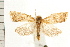  ( - PFC-2006-0881)  @14 [ ] CreativeCommons - Attribution (2008) Unspecified Centre for Biodiversity Genomics