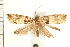  ( - PFC-2006-0907)  @13 [ ] CreativeCommons - Attribution (2008) Unspecified Centre for Biodiversity Genomics