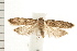  ( - PFC-2006-0938)  @14 [ ] CreativeCommons - Attribution (2008) Unspecified Centre for Biodiversity Genomics
