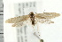  ( - PFC-2006-1359)  @13 [ ] CreativeCommons - Attribution (2009) Unspecified Centre for Biodiversity Genomics