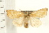  (Ipimorpha pleonectusa - PFC-2006-1407)  @14 [ ] CreativeCommons - Attribution (2009) Unspecified Centre for Biodiversity Genomics