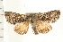  ( - PFC-2006-1418)  @12 [ ] CreativeCommons - Attribution (2009) Unspecified Centre for Biodiversity Genomics