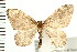  (Ceratodalia - PFC-2006-1551)  @16 [ ] CreativeCommons - Attribution (2009) Unspecified Centre for Biodiversity Genomics