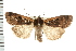  (Parabagrotis sulinaris - PFC-2006-2087)  @14 [ ] CreativeCommons - Attribution (2009) Unspecified Centre for Biodiversity Genomics