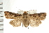  ( - PFC-2006-2434)  @14 [ ] CreativeCommons - Attribution (2009) Unspecified Centre for Biodiversity Genomics