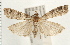  ( - PFC-2006-0398)  @13 [ ] CreativeCommons - Attribution (2008) Unspecified Centre for Biodiversity Genomics