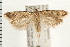  ( - PFC-2006-0405)  @14 [ ] CreativeCommons - Attribution (2008) Unspecified Centre for Biodiversity Genomics