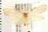  ( - PFC-2006-0408)  @13 [ ] CreativeCommons - Attribution (2008) Unspecified Centre for Biodiversity Genomics