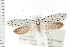  (Yponomeuta sp - PFC-2006-2627)  @11 [ ] CreativeCommons - Attribution (2009) Unspecified Centre for Biodiversity Genomics