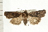  (Parabagrotis exsertistigma - PFC-2006-2692)  @15 [ ] CreativeCommons - Attribution (2009) Unspecified Centre for Biodiversity Genomics