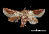  (Prolimacodes sp - MAL-00240)  @14 [ ] Unspecified (default): All Rights Reserved  Unspecified Unspecified
