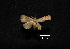  (Carteris sp - MAL-00641)  @12 [ ] Unspecified (default): All Rights Reserved  Unspecified Unspecified
