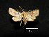  (Radara necesalis - MAL-00283)  @13 [ ] Unspecified (default): All Rights Reserved  Unspecified Unspecified