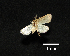  (Amolita sp - MAL-00288)  @12 [ ] Unspecified (default): All Rights Reserved  Unspecified Unspecified