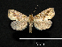  (Plusiodonta sp - MAL-00300)  @14 [ ] Unspecified (default): All Rights Reserved  Unspecified Unspecified