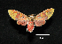  (Evius hippia - MAL-00412)  @14 [ ] Unspecified (default): All Rights Reserved  Unspecified Unspecified
