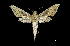  (Xylophanes libyaDHJ02 - MAL-00819)  @14 [ ] Unspecified (default): All Rights Reserved  Unspecified Unspecified