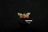  (Cisthene sp - MAL-01149)  @13 [ ] Unspecified (default): All Rights Reserved  Unspecified Unspecified