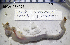  ( - PCMB51854)  @11 [ ] by-nc-nd (2024) N. Treneman Bishop Museum