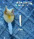  (Lyrodus takanoshimensis - PCMB51854)  @11 [ ] by-nc-nd (2024) N. Treneman Bishop Museum