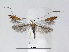  (Lyonetia BlastusTaiwan - RMNH.5007938)  @14 [ ] CreativeCommons - Attribution Non-Commercial Share-Alike (2015) Unspecified Naturalis Biodiversity Centre