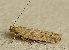  ( - RMNH.INS.15594)  @11 [ ] CreativeCommons  Attribution Non-Commercial Share-Alike (2018) George Sinnema Unspecified