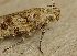  ( - RMNH.INS.15595)  @11 [ ] CreativeCommons  Attribution Non-Commercial Share-Alike (2018) George Sinnema Unspecified